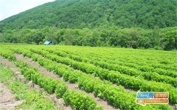 天利丰土元加盟费