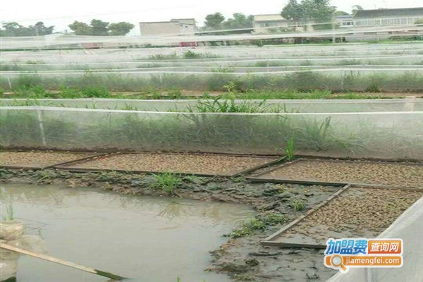 建农9号青蛙养殖加盟门店