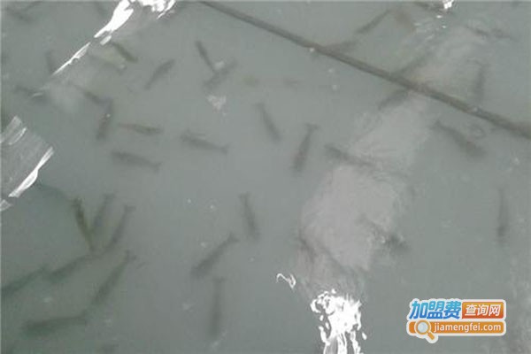 虾霸9号南美白对虾加盟