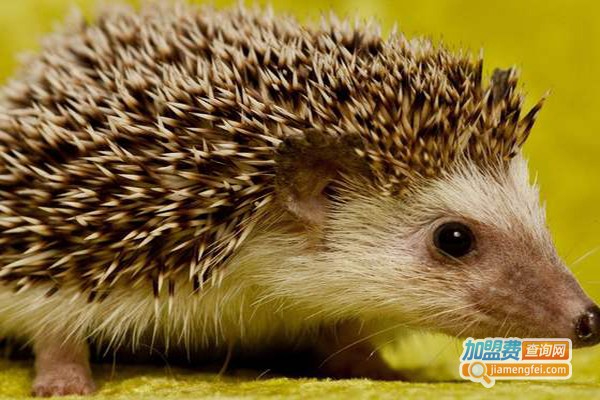 华中金刺王加盟费