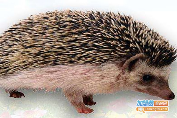 华中金刺王加盟费