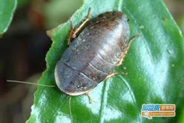 新科农金土元加盟费