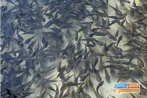 富贵特种水产鱼苗养殖加盟费