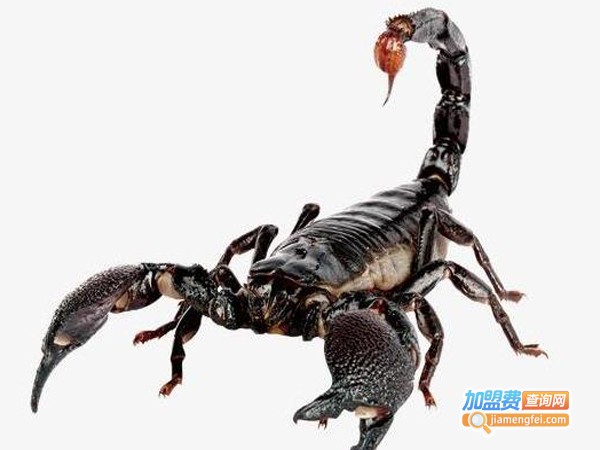 众农蝎子加盟费