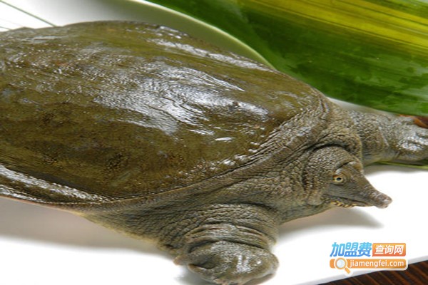 源色1号有机甲鱼加盟费