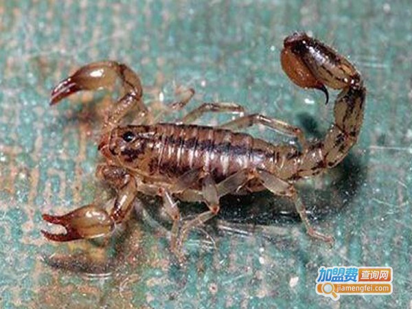 农裕丰蝎子加盟费