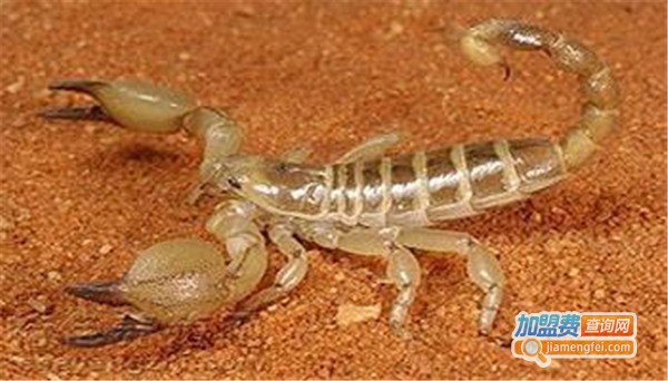 隆平蝎子养殖加盟费