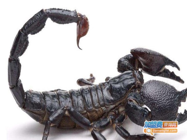 众农蝎子加盟费