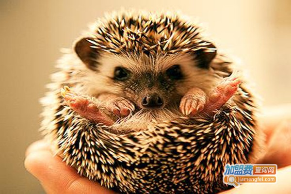 鑫惠农金龟刺猬王加盟费