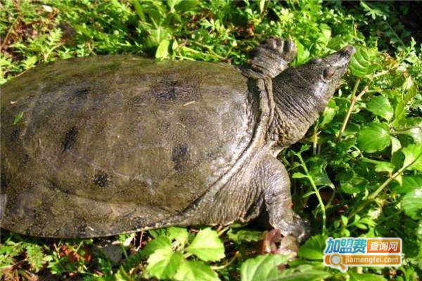 品盛9号甲鱼养殖加盟费