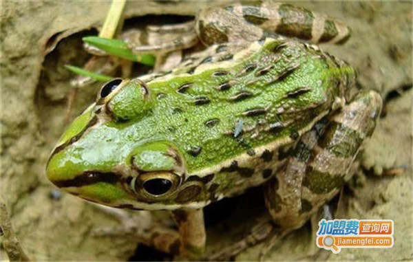 瑞禾上品青蛙养殖加盟费