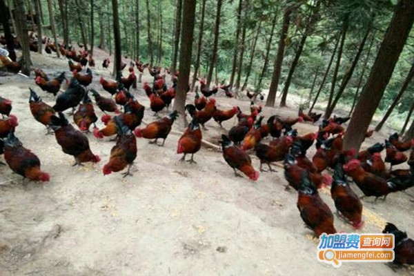 兴农禽业家禽养殖加盟门店