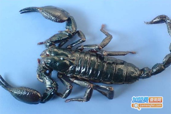 立农兴民蝎子养殖加盟费