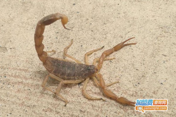 绿辉生物蝎子养殖加盟费