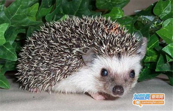 中华金刺猬加盟费