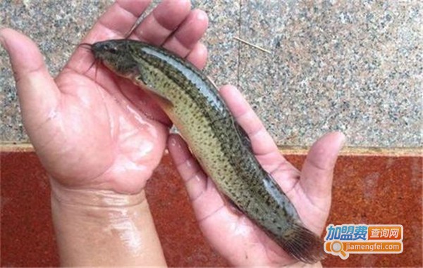 瑞禾上品泥鳅养殖加盟费