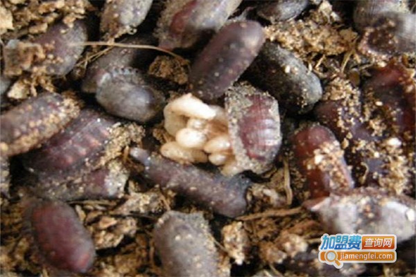 美洲土元养殖加盟费