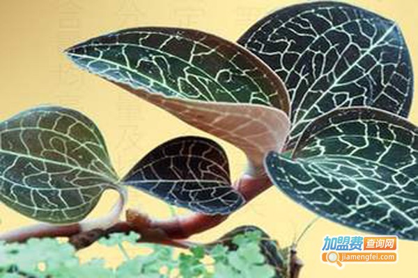 亿万亿家工艺品加盟费