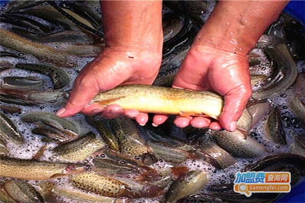 聚农10号台湾泥鳅加盟费