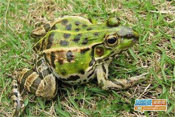 志勇黑斑蛙养殖加盟费