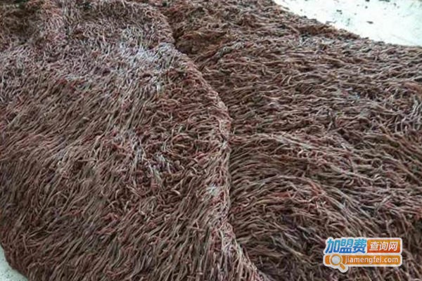 龙辉药用广蚯蚓加盟费