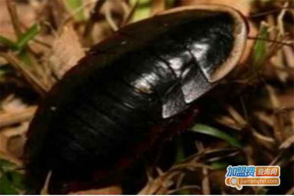 立农8号土元加盟门店