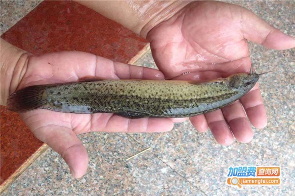 聚农10号台湾泥鳅加盟费