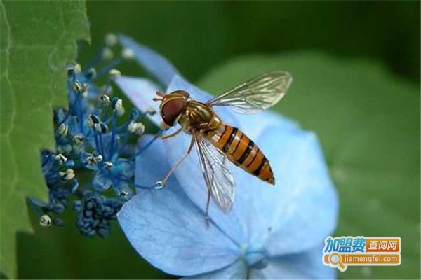 金叶环宇特种昆虫养殖加盟费