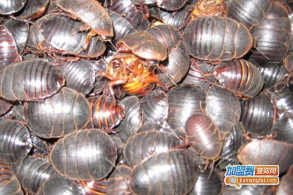 中华渝土元养殖加盟费