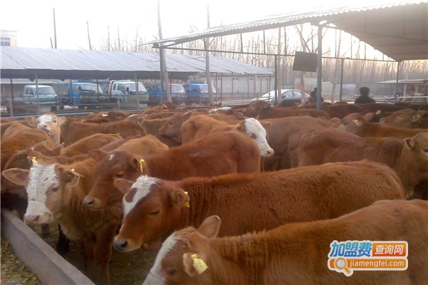 汇丰骏捷养殖加盟费