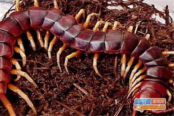 金泰一号养殖加盟费