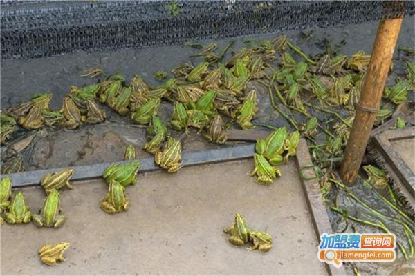 庄稼汉青蛙养殖加盟费