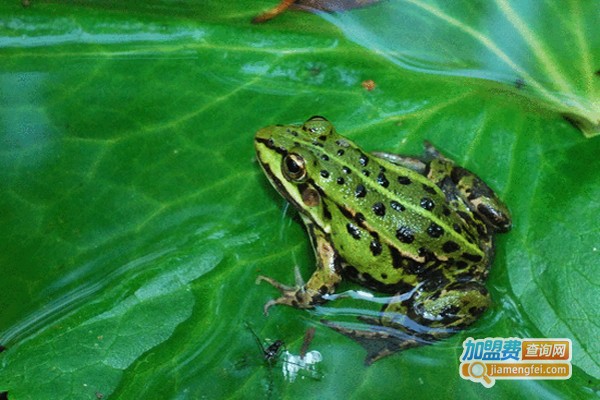 锦绣田园青蛙养殖