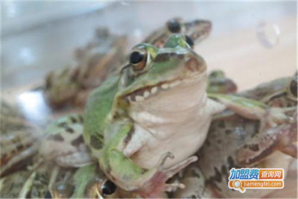 农聚源黑斑蛙养殖加盟费