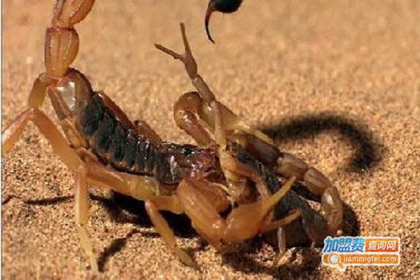 农科博源蝎子加盟