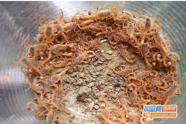 盛丰9号蝎子养殖加盟门店