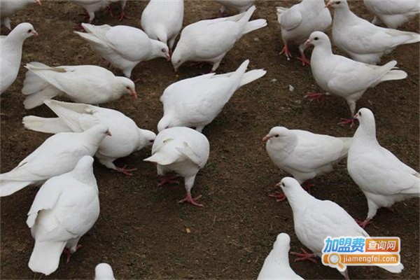 汇丰骏捷养殖加盟费