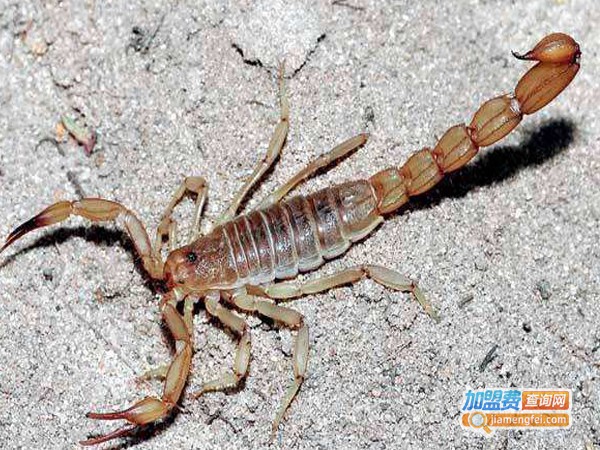 新羽九号蝎子加盟