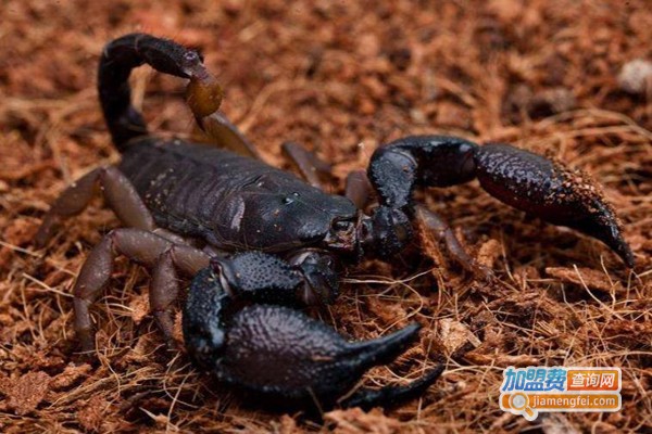 绿辉生物蝎子养殖加盟费