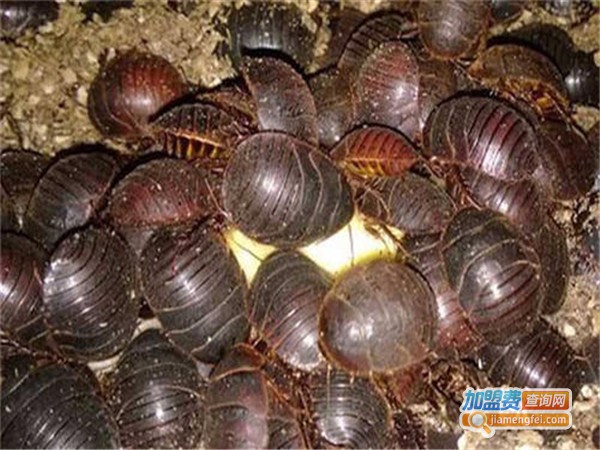 金龟7号土元加盟门店