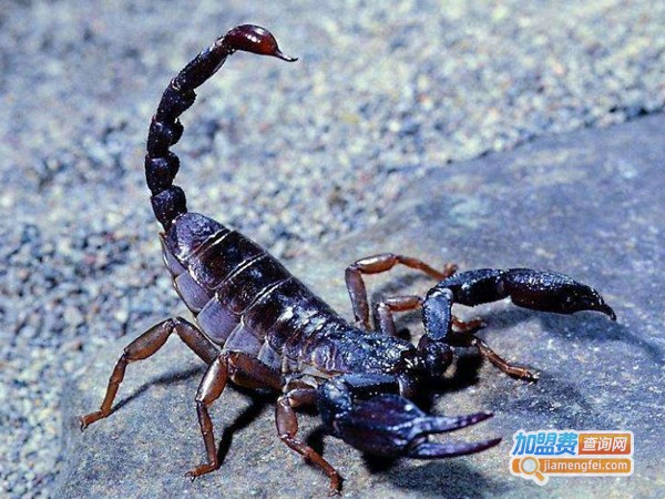 农裕丰蝎子加盟