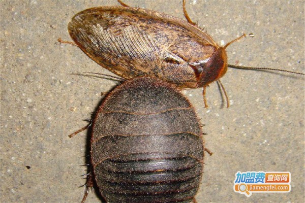 兴明一号土元加盟费