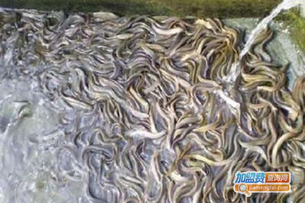 长丰9号泥鳅养殖加盟费