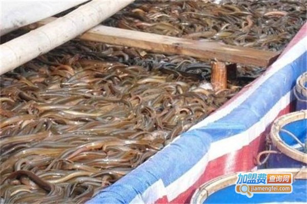 监利黄鳝养殖加盟费