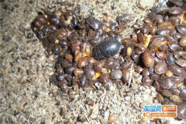 中华渝土元养殖加盟费