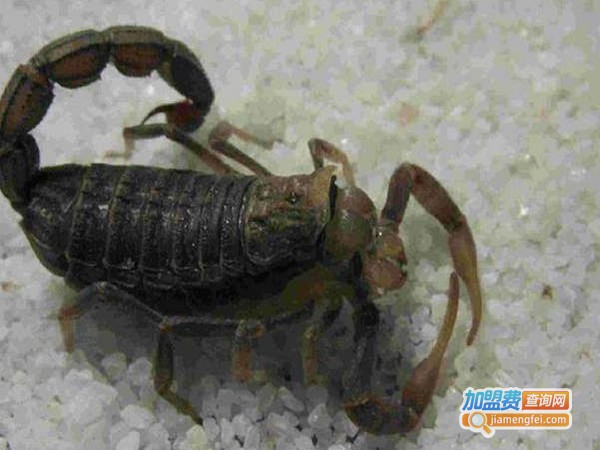 农裕丰蝎子加盟费