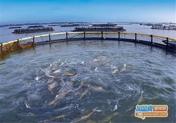 农丰8号水产养殖加盟费