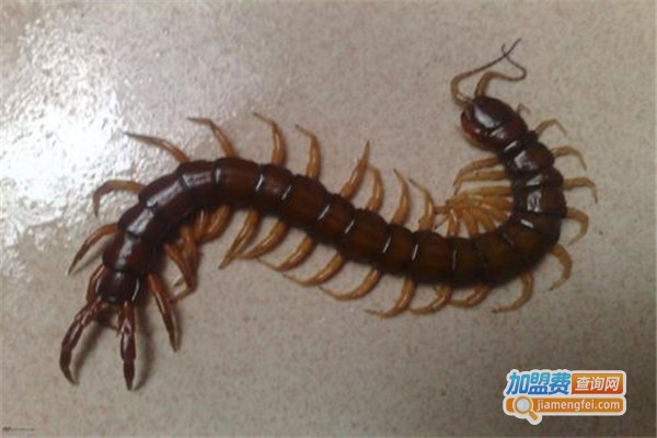 金龙8号蜈蚣加盟费