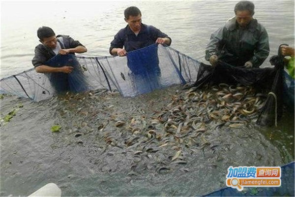 侬利10号泥鳅养殖加盟费