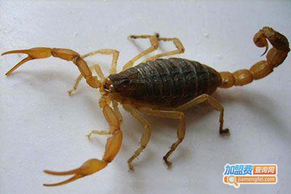 绿辉生物蝎子养殖加盟费